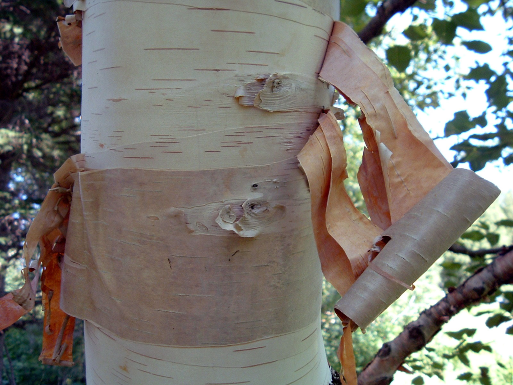 A photograph of bark peeling from a birch tree